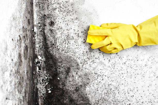 Crawl Space Mold Removal in Bella Vista, AR
