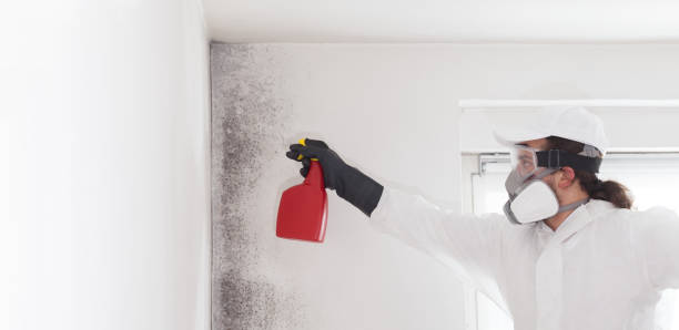 Best Mold Testing  in Bella Vista, AR