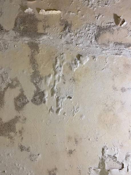 Best Mold Remediation Experts  in Bella Vista, AR