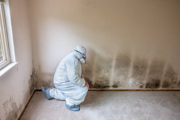 Best Mold Cleaning Services  in Bella Vista, AR
