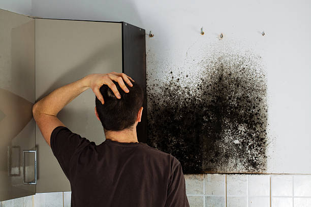 Best Certified Mold Removal  in Bella Vista, AR