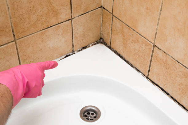 Best Mold Damage Repair  in Bella Vista, AR